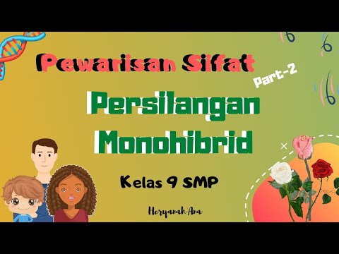 Video: Ketika sifat dominan dan resesif digabungkan dalam?