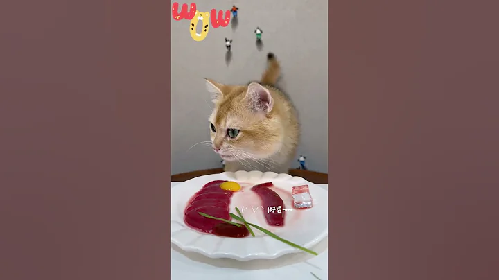 Video 11823521: shorthair cat pet, shorthair golden cat, kitten