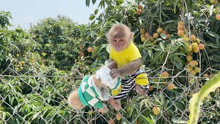 Baby monkey ZiZi asked for help from monkey SinSin when climbing got into trouble