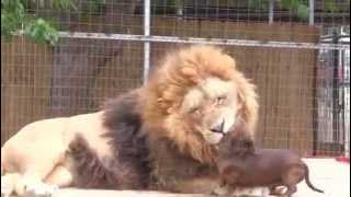 leon devora un Perro en vivo