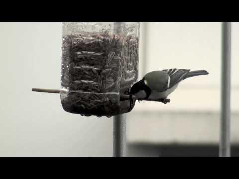 野鳥自動給餌器へ餌補充 - YouTube