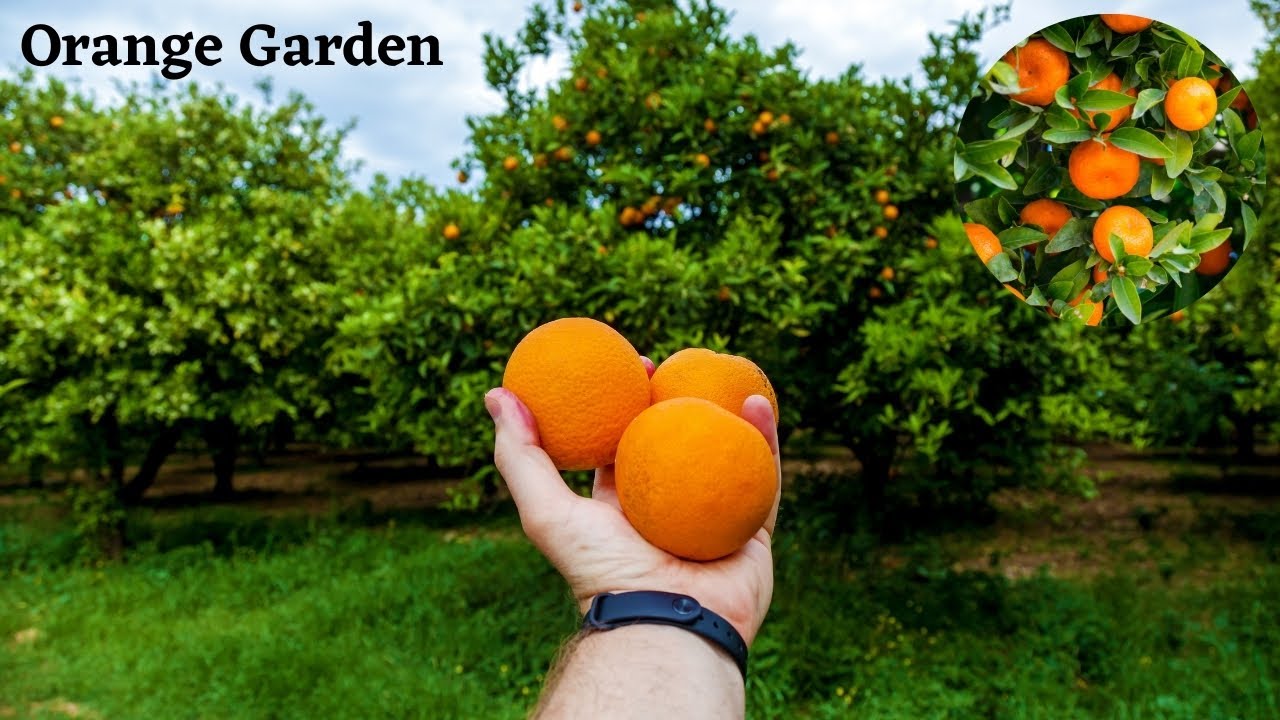 Ribinskda jinsiy aloqa xizmatlari Chiroyli dukkakli fotosurat