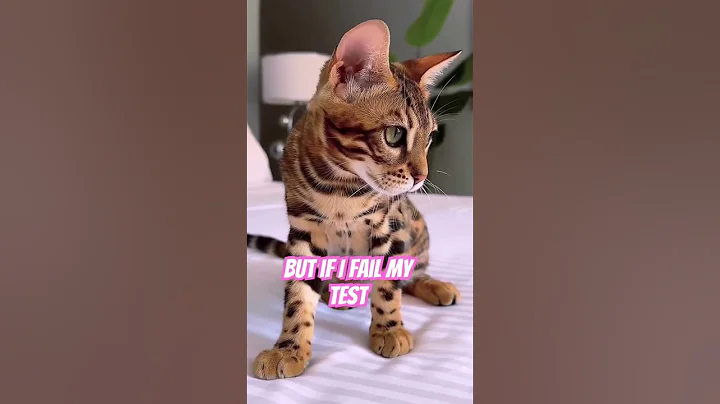 Video 11627301: don, catlovers kitten cats catlife, catlife cutecats funnycats catlove, kitten kitty catlover catlife, cat cutecat pets funnycats, kitten catlover cute funnycats, cutecat funny catlover catlife, kitten cat entertainment