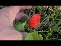 Strawberries growingripening on my backyard