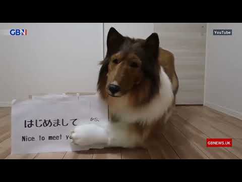 Japanese man spends £12,500 on dog costume: Headliners react to Daily Mail story