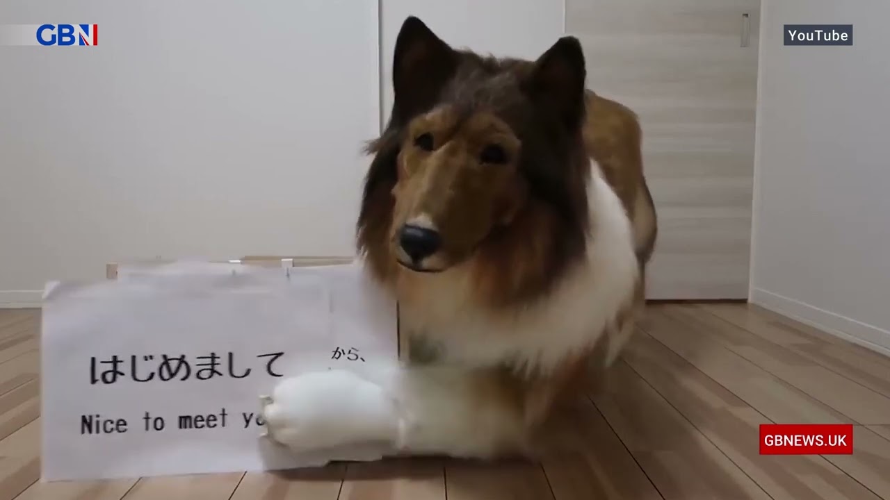 Japanese man spends $22,000 to become a rough collie dog