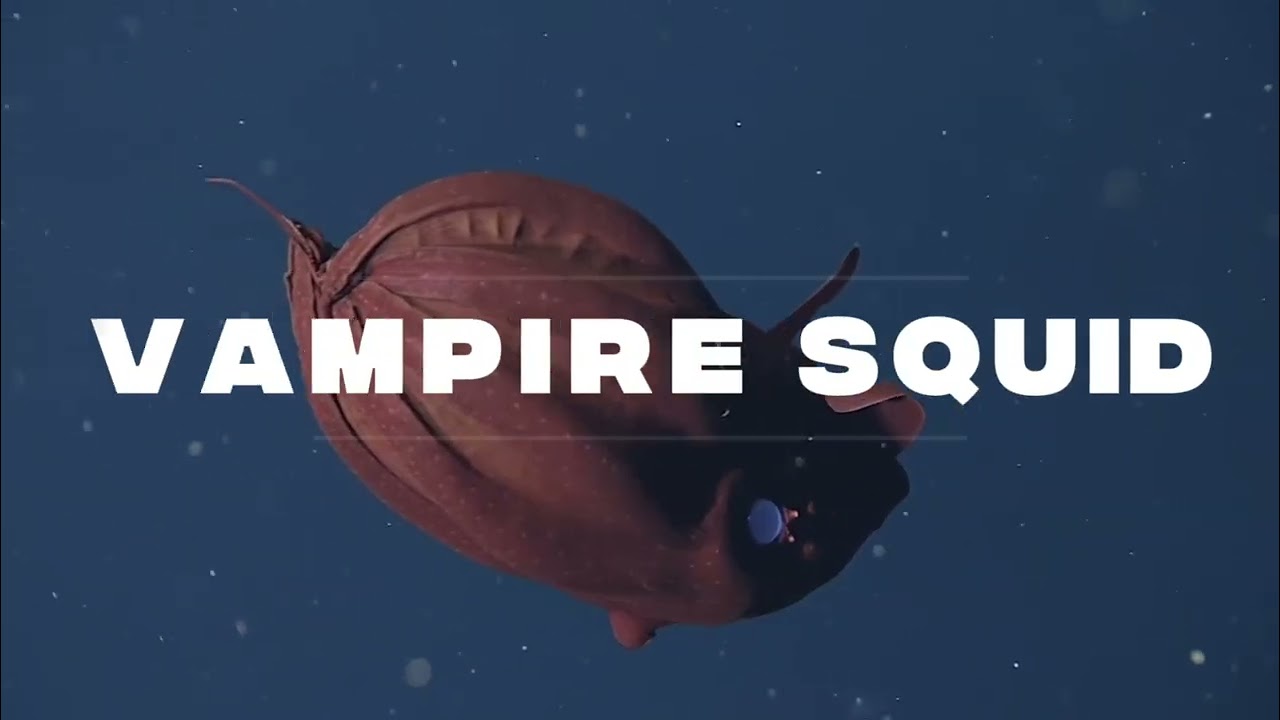 Most Amazing Animals You've Never Seen Before 🤯 