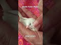 My little cutie🐣🥰My finch#birds #nature #shorts #DAW#music #new