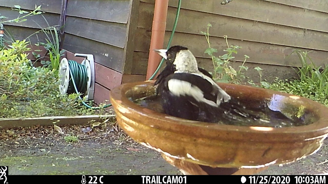 Australian Magpie bathing in birdbath