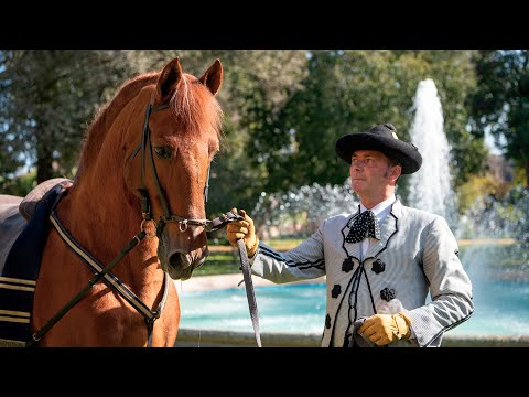 Reluxo, el caballo andaluz de 26 años que ha recorrido medio mundo hqdefault