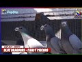 Dragoon best quality farm collection  yellows and blues   dany gray pigeons