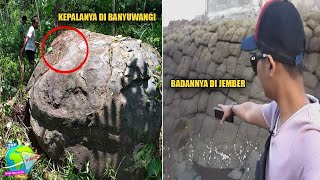 Terungkap!! Misteri Ular Terbesar di Jawa, Kepala di Banyuwangi Badan di Jember!! Hingga Kini Ada...