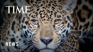 Reintroducing Wild Jaguars to Argentina Is a Love Story for the Planet