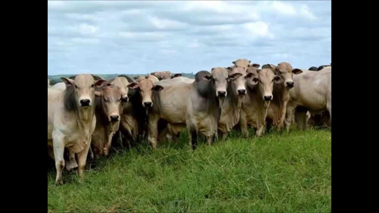 REI DO GADO - ORQUESTRA DA TERRA REI DO GADO - ORQUESTRA DA TERRA