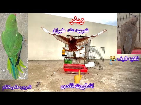 بدايه تدريب ويفر عله طيران