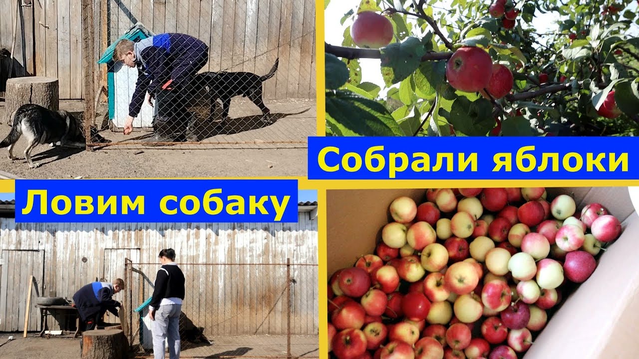 VLOG 08.09.2025г. Серая вылезла из вольера. Собираем яблоки . #огород #яблоня #животные #собаки
