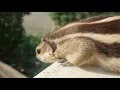 Indian squirrel chirping