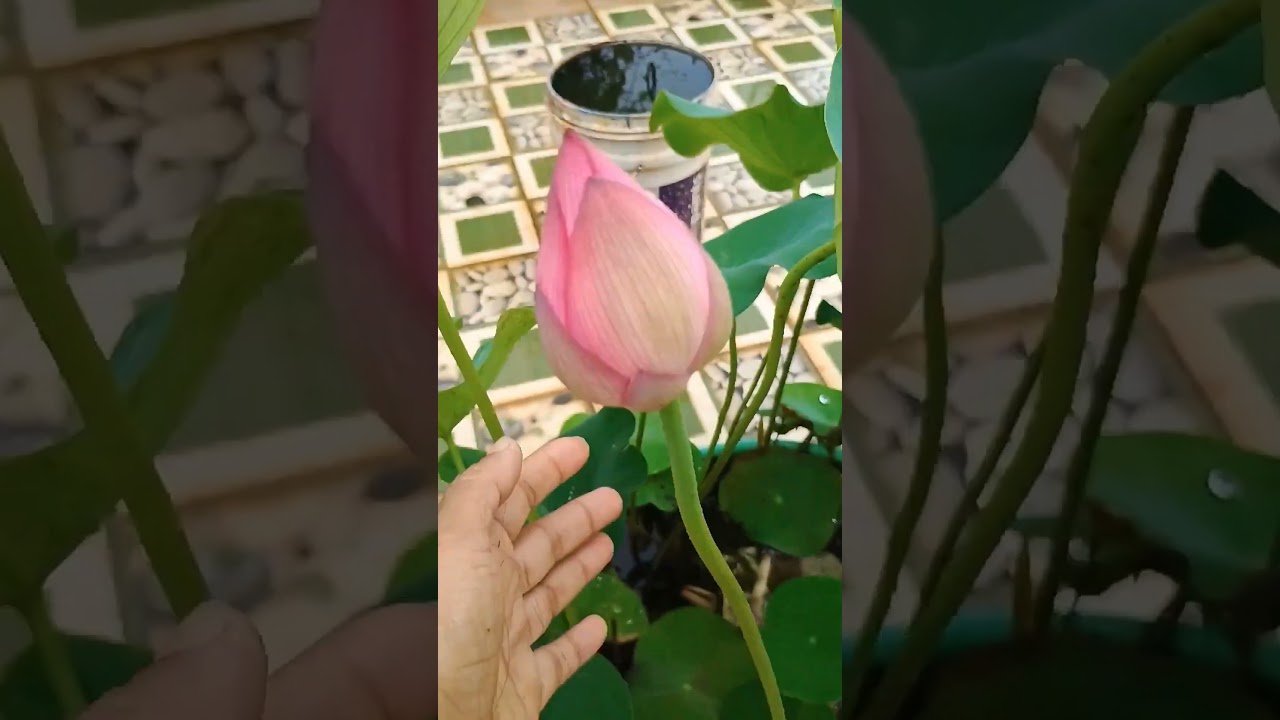 🙏🔥 Happy Mahalaya 🙏n #Nabaratri ra anek anek subhechha 🙏📈