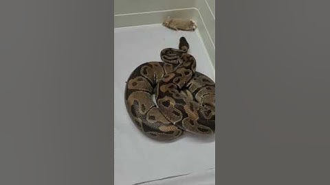 Ball Python attacking position # Mysore pet world # Mysore#please subscribe and share