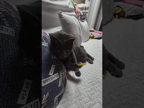엄마옆에서 혼자 놀고있는 우리 고양이 "미안해"