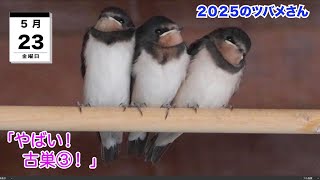 5月23日「やばい！古巣③！」2025のツバメさん - YouTube