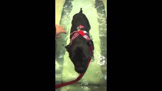 Staffordshire Bull Terrier On Water Treadmill