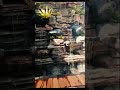 Kolam Relief Tebing | #kolamikan #kolamkoi #kolamshorts #reels #relief #bonsai #shortvideo #taman