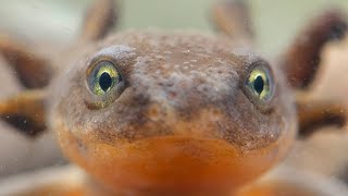 Meet The Mazama Newt. And The People Fighting To Save It.