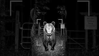 CCTV Camera Captures a Black Bear Near the National Park Gate at Night | May 02, 2026 | 10:07 PM