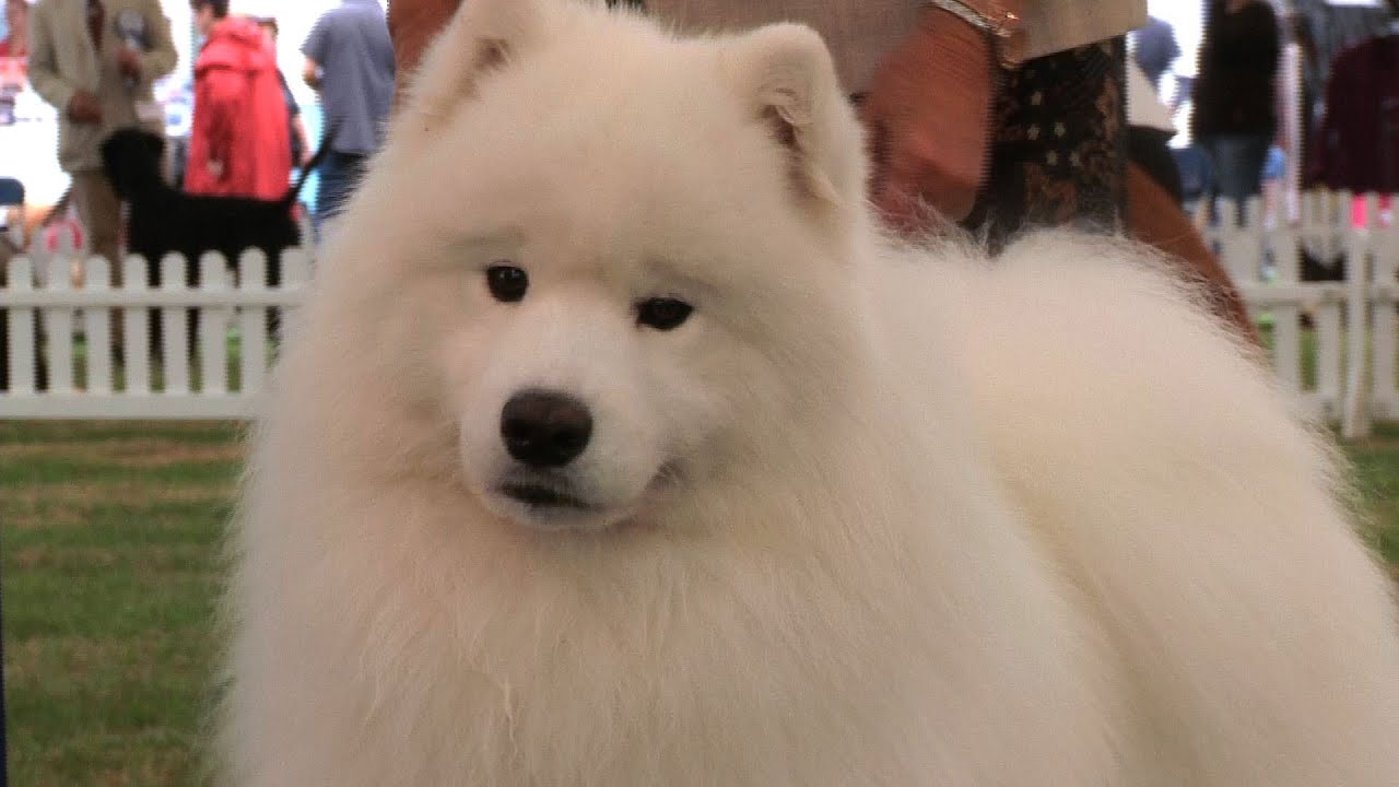 vandreem samoyeds