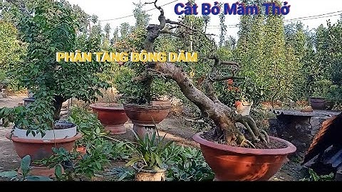 Tạo Dáng Và Cắt Giật Mầm Thở Cho Cây Lộc Vừng Bonsai #locvungbonsai #thongnguyencaycanh