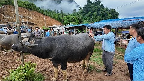 CẬP NHẬP GIÁ TRÂU CHỢ PHIÊN CỐC LY , nhiều cặp trâu tăng giá đột biến .