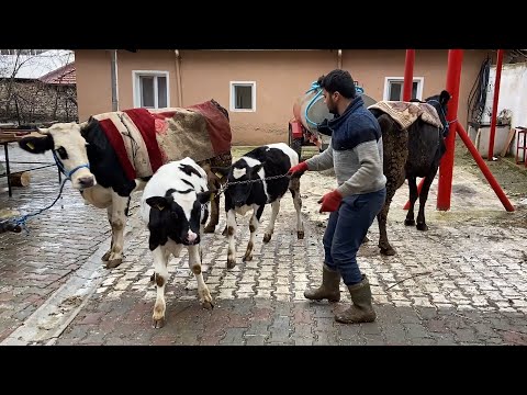 AHIRA YENİ İNEKLER ALDIK / İNEK PAZARLIĞI 2022