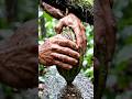 karela ke andar se nikala jadu #feedshorts #feed #Trending #yt #ytshorts #ytshortsindia #real #reels