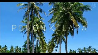 TEKS HASIL OBSERVASI - POHON KELAPA