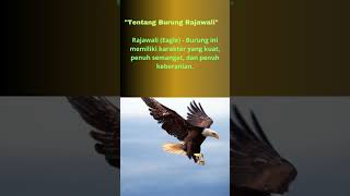 Tentang Burung: Burung Rajawali ( Eagle )