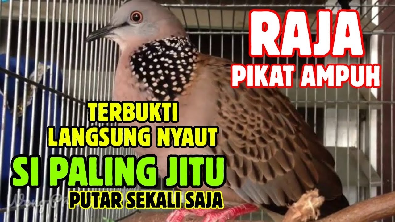Suara Tekukur Gacor Terbaru 2025 Cocok Untuk Pancingan Dan Pikat | SUARA TEKUKUR ALAM