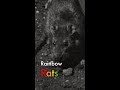 Rainbow Rats #Shorts | Plague at the Golden Gate | American Experience | PBS