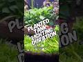 Different Lighting Duration Options For Low-Tech Planted Aquariums!