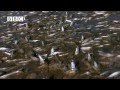 Millions of Fish Invade Beach in Mexico!