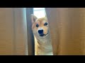 Shiba Inu wants to play all the time