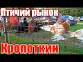 Птичий рынок. Кропоткин. Часть 1. [29.08.2021]