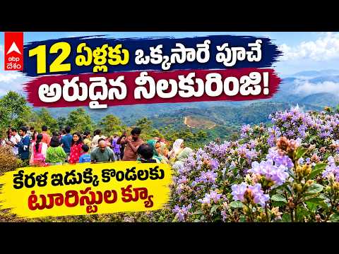 12 ఏళ్ల తర్వాత కేరళలో వికసించిన నీలకురింజి పూలు - తరలివస్తున్న పర్యాటకులు | Kerala | ABP Desam