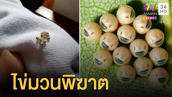 หนุ่มโพสต์ถามไข่อะไร ซูมเข้าไปดูถึงกับผงะ ที่แท้มันคือมวนพิฆาต