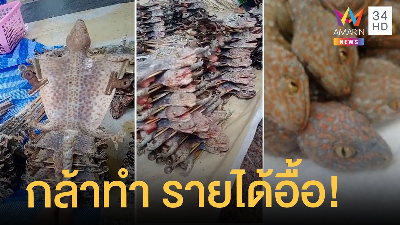 รับ ทำ is  Update New  ธุรกิจพิสดาร รับซื้อตุ๊กแกสด ส่งออกนอก