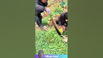 This GIANT Veggie Chopper is My New Favorite Satisfying Thing🤣So CLEAN! You Have to See lt! #garlic