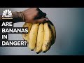 Why the banana business of chiquita and dole is at risk