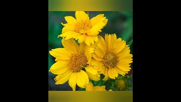 سورة الشمس بصوت القارئ ماهر المعيقلي 🕊️Surah Ash Shams full by Maher Muaiqly 🕊️