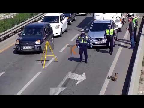 Inspectors blocked the quarantine post for the duck family
