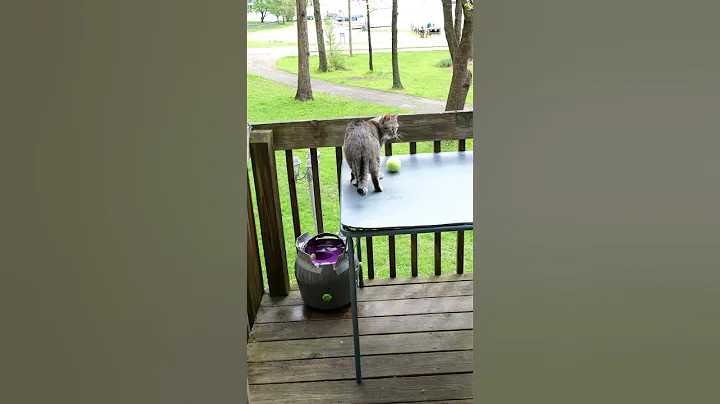Cat Plays Fetch with the Dog